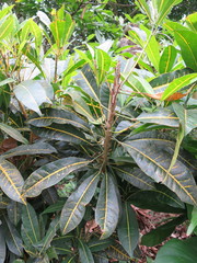 Codiaeum variegatum
