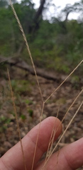 Enteropogon ramosus