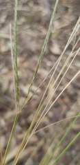 Enteropogon ramosus