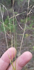Eriochloa procera
