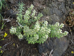 Reseda jacquinii