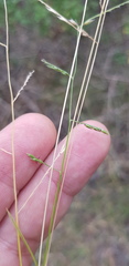 Eriochloa procera
