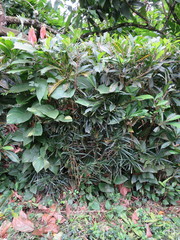 Codiaeum variegatum