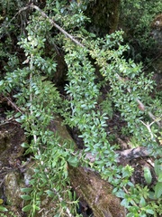 Coprosma elliptica