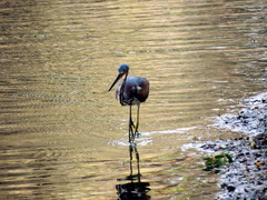 Egretta tricolor image