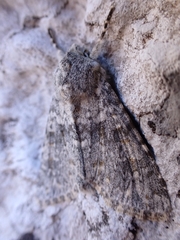 Polymixis rufocincta