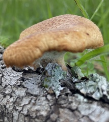 Polyporus mcmurphyi