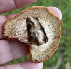 Polyporus mcmurphyi