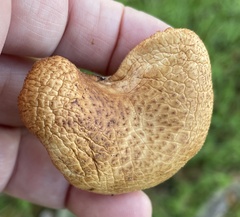 Polyporus mcmurphyi