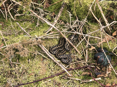 Vipera berus berus