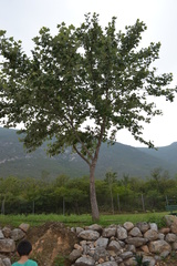 Platanus rzedowskii