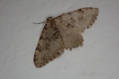 Nebula ibericata
