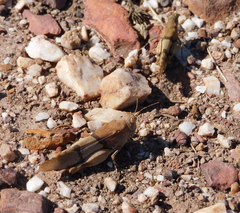 Sphingonotus lluciapomaresi