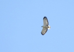 Buteogallus lacernulatus