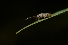 Neopamera costalis
