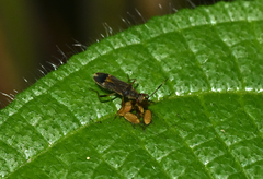 Neopamera costalis