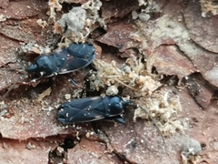 Eremocoris semicinctus