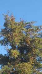 Pyrocephalus rubinus