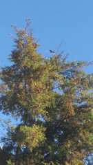 Pyrocephalus rubinus