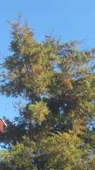 Pyrocephalus rubinus