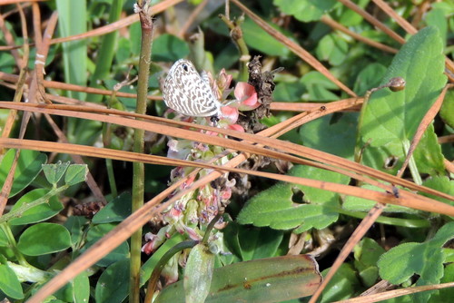 Indigofera spicata image