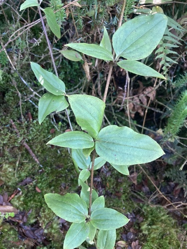 Schiedea lychnoides
