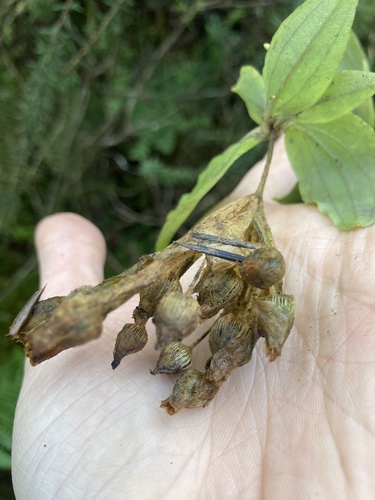Schiedea lychnoides