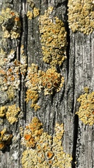 Polycauliona polycarpa