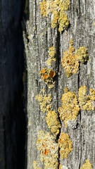 Polycauliona polycarpa