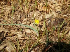 Calochortus monophyllus