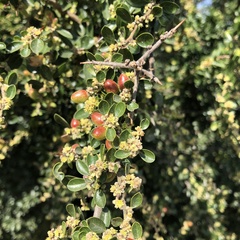 Condalia mexicana
