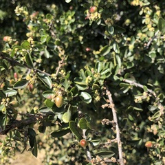 Condalia mexicana