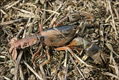 Engaeus quadrimanus