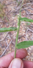 Urochloa foliosa