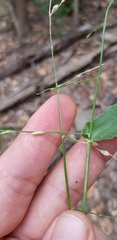 Urochloa foliosa
