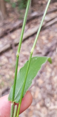 Urochloa foliosa