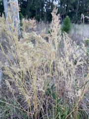 Iresine diffusa image