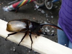 Dynastes septentrionalis