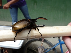 Dynastes septentrionalis