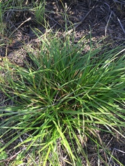 Carex subbracteata