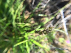 Carex subbracteata