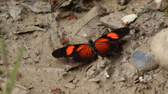Castilia perilla