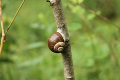 Helix pomatia