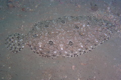 Asterorhombus intermedius