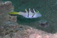 Canthigaster valentini
