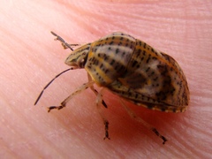 Polytes lineolatus
