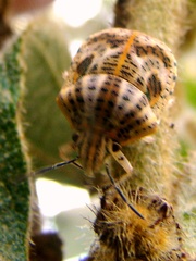 Polytes lineolatus