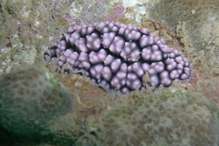 Phyllidiella pustulosa