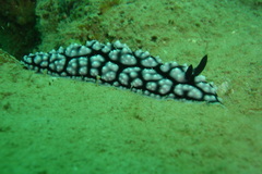 Phyllidiella pustulosa