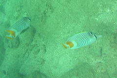 Chaetodon xanthurus